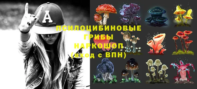 Псилоцибиновые грибы Psilocybe  Азнакаево 